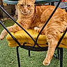animal, cat, chair, cozy, cushion, cute, fluffy, furniture, garden, greenery, iron, metal, orange_tabby, outdoor, pet, plant, relaxed, resting, sunlit, yellow