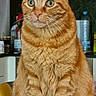 alert, animal, cat, cute, domestic_cat, feline, fur, ginger_cat, green_eyes, household, indoor, kitchen, mammal, orange_fur, pet, portrait, sitting, tabby, table, whiskers