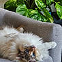 Tagada a rejoint le concours — aidez-le/la à gagner de superbes lots ! blue_eyes, cat, closeup, couch, cozy, cute, domestic_cat, feline, fluffy, fur, gray_couch, green_leaves, houseplant, indoor, pet, portrait, relaxed, resting, upside_down, whiskers