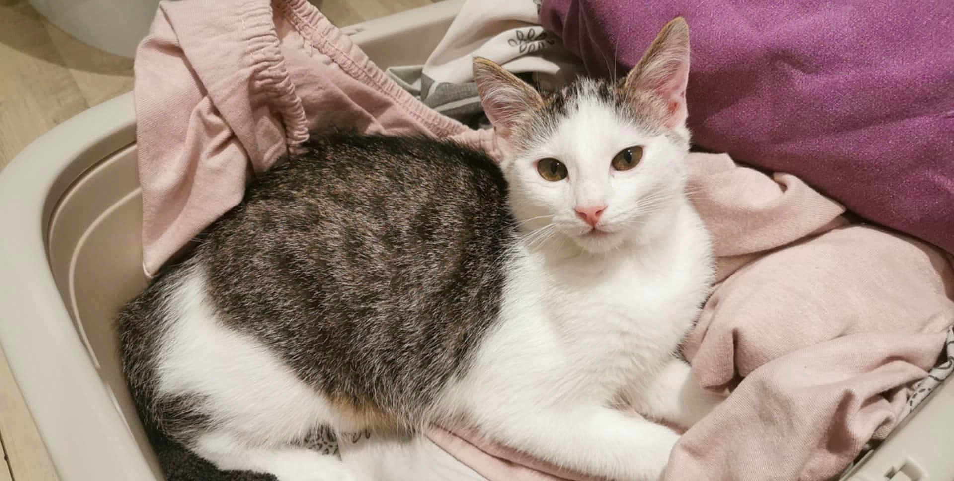 Loki participe au concours pour gagner de l'argent avec cette photo : cat, tabby, white_fur, laundry_basket, clothes, fabric, indoor, pet, resting, relaxed, fur, animal, cute, domestic, soft_texture, home, pink, purple, basket, feline