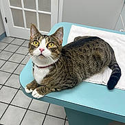 Minnie is registered to the contest to win money with this photo: cat, tabby, yellow_eyes, pink_nose, collar, indoor, examination_table, white_towel, curious, pet, animal, fur, whiskers, ears, paws, tail, floor_tiles, door, veterinary, looking_up