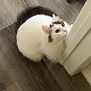 Dia joined the competition — help win amazing prizes! cat, fluffy, white_cat, wooden_floor, door_frame, curious, pet, animal, indoor, feline, whiskers, ears, tail, domestic, cute, playful, looking_up, fur, house, resting