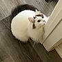 cat, fluffy, white_cat, wooden_floor, door_frame, curious, pet, animal, indoor, feline, whiskers, ears, tail, domestic, cute, playful, looking_up, fur, house, resting