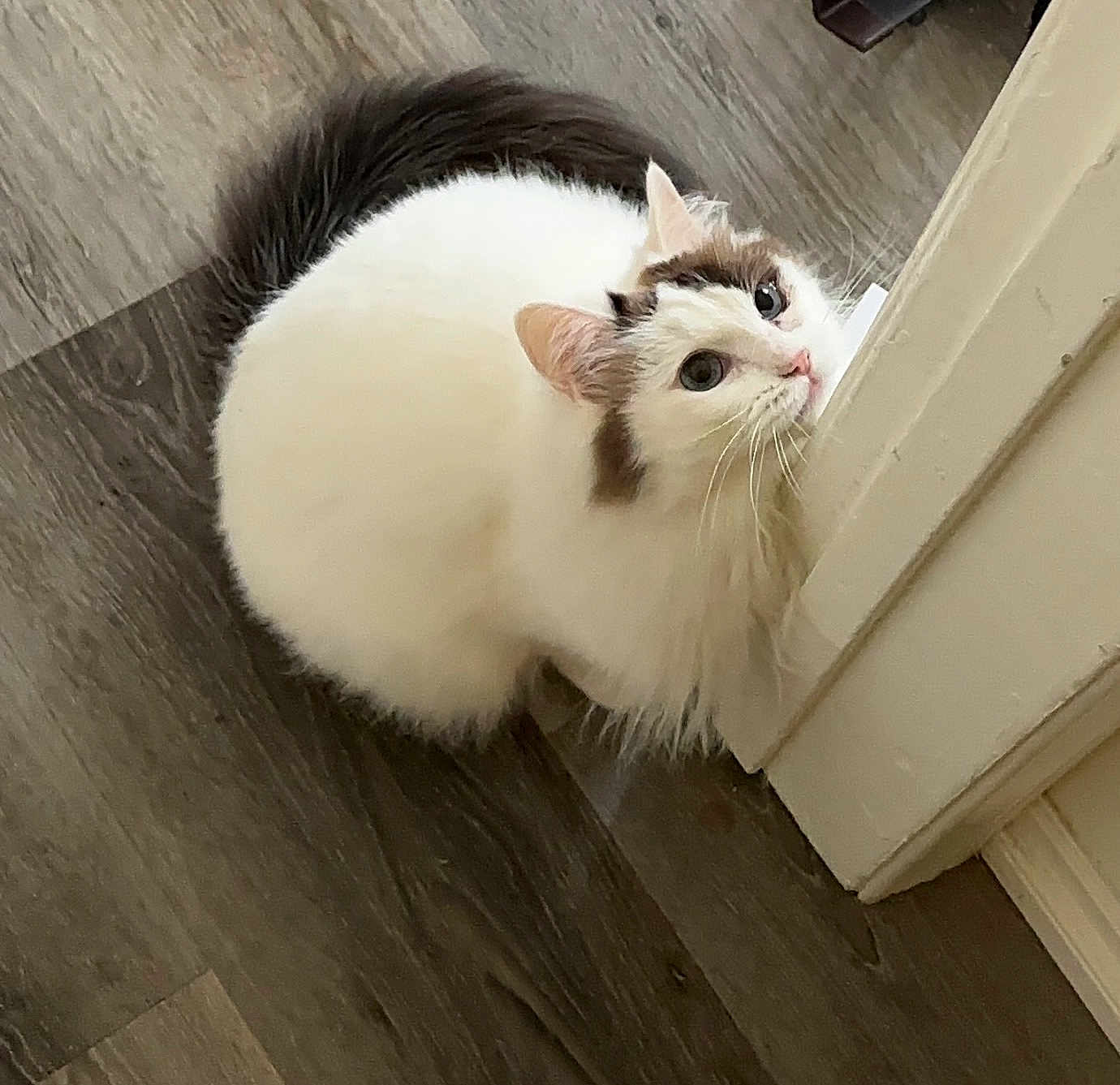 Dia joined the competition — help win amazing prizes! cat, fluffy, white_cat, wooden_floor, door_frame, curious, pet, animal, indoor, feline, whiskers, ears, tail, domestic, cute, playful, looking_up, fur, house, resting