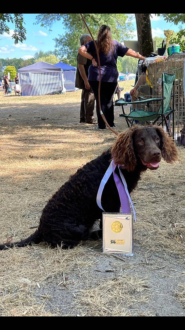 Stayaut participe au concours pour gagner de l'argent avec cette photo : canidae, carnivore, collar, companion_dog, dog, dog_breed, dog_collar, dog_sports, fashion_accessory, fun, fur, leash, liver, pet_supply, plant, sky, soil, sporting_group, tree, working_animal