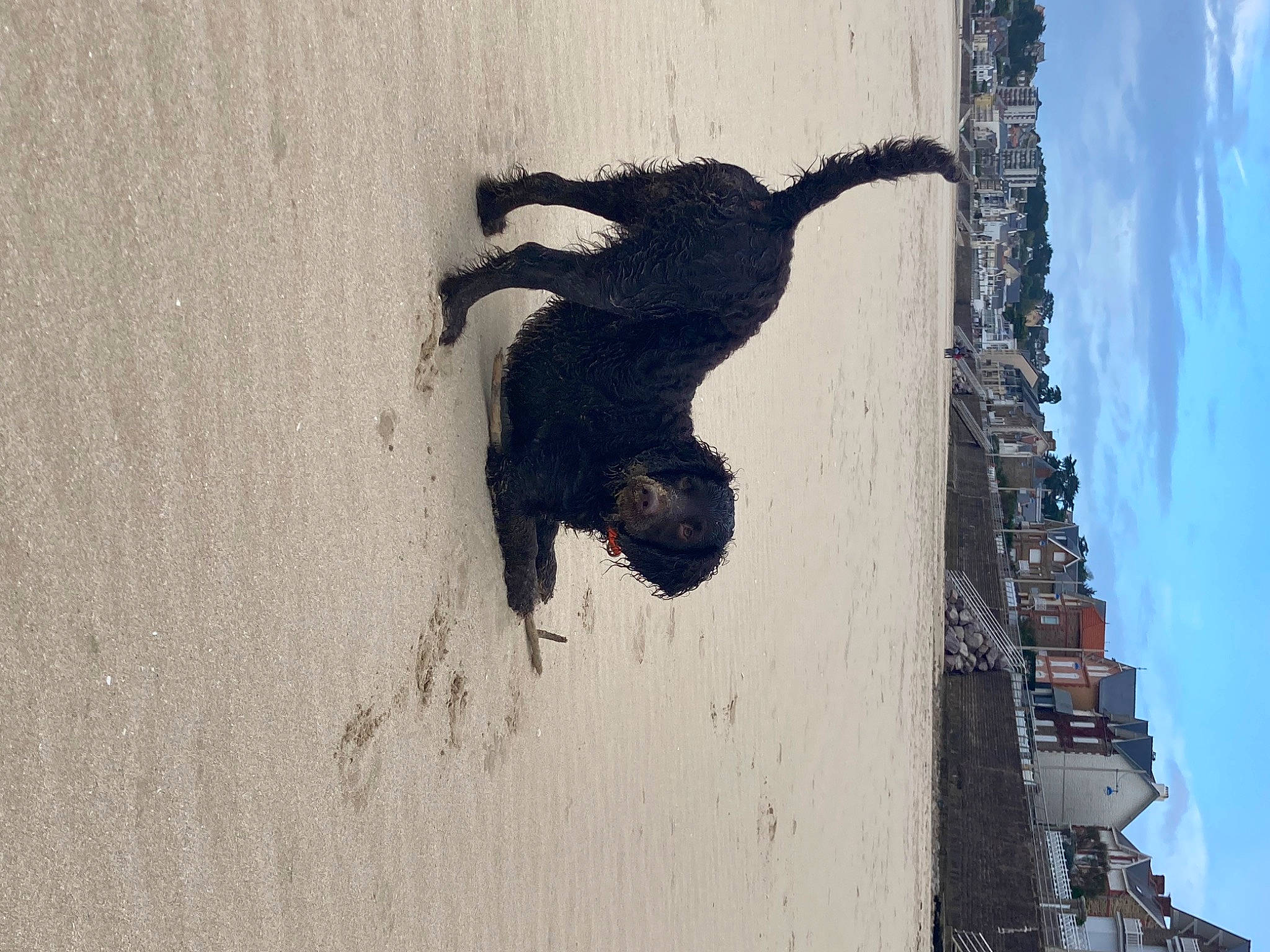Stayaut participe au concours pour gagner de l'argent avec cette photo : art, asphalt, building, canidae, cloud, concrete, extreme_sport, grey, plant, recreation, reflection, shadow, sky, tail, tints_and_shades, tree, visual_arts, water, winter, wood