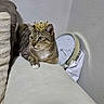 animal, calm, cat, clock, crown, cute, domestic, feline, fur, household, indoor, pet, relaxed, resting, side_view, sofa, tabby, timepiece, wall, whiskers