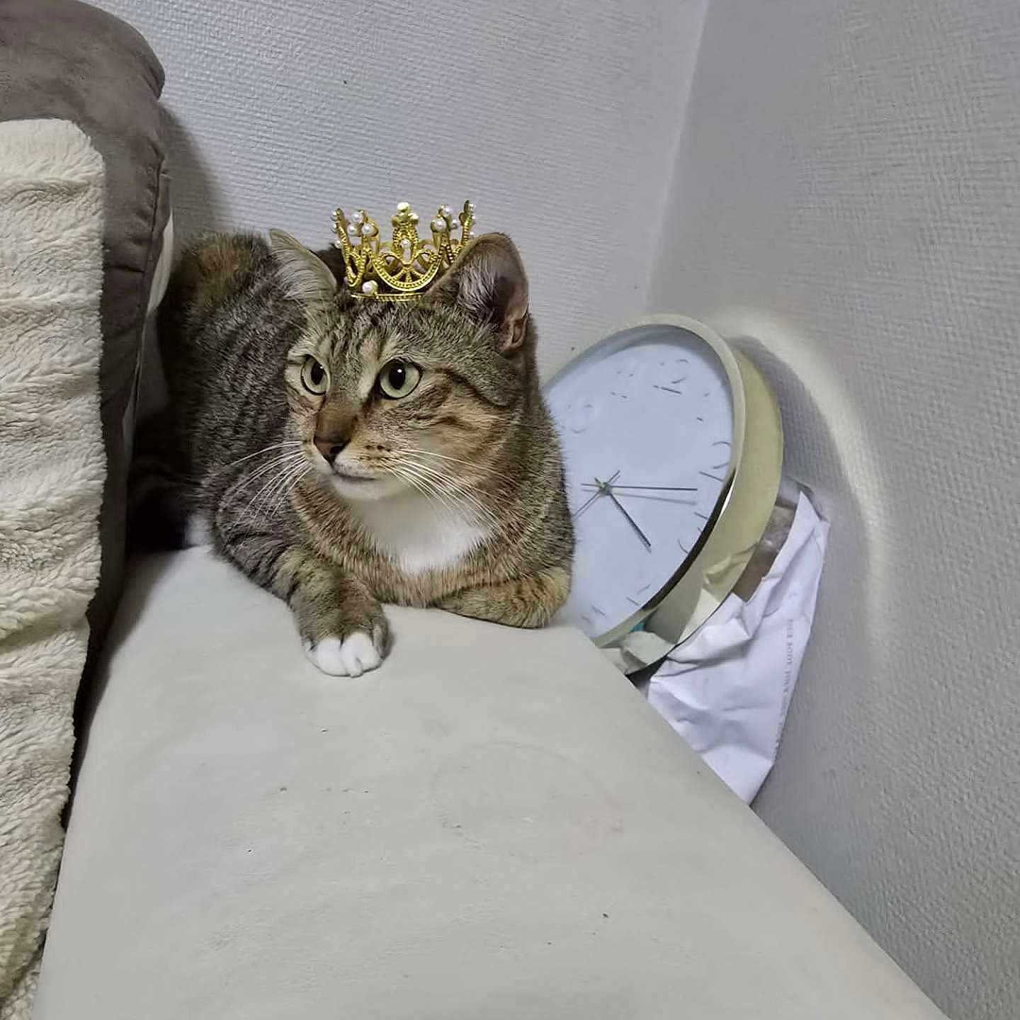 Nina participe au concours pour gagner de l'argent avec cette photo : animal, calm, cat, clock, crown, cute, domestic, feline, fur, household, indoor, pet, relaxed, resting, side_view, sofa, tabby, timepiece, wall, whiskers