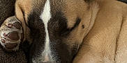 Kylo joined the competition — help win amazing prizes! animal, brown, canine, closeup, companion, couch, cute, dog, ear, face, fur, indoors, napping, paw, pet, puppy, relaxation, resting, sleeping, snout