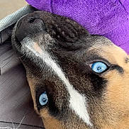 Kylo joined the competition — help win amazing prizes! animal, black_fur, blue_eyes, brown_fur, canine, close_up, dog, face, fur, lying_down, nose, pet, plush, portrait, purple, relaxed, snout, upholstery, whiskers, white_stripe