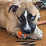 Kylo joined the competition — help win amazing prizes! animal, black_mask, blue_eyes, brown_mat, canine, close_up, curious, cute, dog, domestic_animal, fur, indoors, laying_down, paw, pet, playful, puppy, rope_toy, white_marking, young_dog