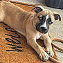 Kylo joined the competition — help win amazing prizes! animal, black_container, blue_eyes, brown_fur, close_up, concrete_floor, curious, cute, dog, domestic_animal, indoor, laying_down, paws, pet, pet_accessory, puppy, rope, short_hair, welcome_mat, young_dog