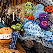 Kylo is registered to the contest to win money with this photo: alien, bat, blanket, bone_toy, burger_plush, cozy, crate, cute, dog, floor, frankenstein, halloween, hot_dog_plush, indoor, pet, plush_toy, pumpkin, resting, stuffed_animal, wood