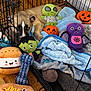 alien, bat, blanket, bone_toy, burger_plush, cozy, crate, cute, dog, floor, frankenstein, halloween, hot_dog_plush, indoor, pet, plush_toy, pumpkin, resting, stuffed_animal, wood