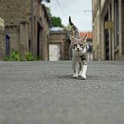 Noname participe au concours pour gagner de l'argent avec cette photo : animal, cat, curious, daytime, ears_up, feline, focused, gray_cat, narrow_alley, outdoor, pavement, pet, quiet, sidewalk, stone_buildings, street, tail_up, urban, walking, walking_towards_camera