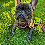 Thyri is registered to the contest to win money with this photo: dog, french_bulldog, puppy, pet, grass, outdoor, sunlight, greenery, animal, leash, harness, cute, portrait, close_up, ears, eyes, canine, nature, daylight, playful