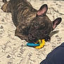 Thyri is registered to the contest to win money with this photo: dog, french_bulldog, brindle, toy, bed, bedding, ears, chewing, playful, pet, animal, indoor, cute, looking, lying_down, canine, face, snout, paw, resting