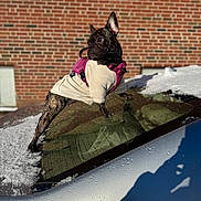 Thyri joined the competition — help win amazing prizes! dog, small_dog, french_bulldog, pet, animal, snow, winter, car, car_roof, brick_wall, harness, sweater, outdoor, sunlight, shadow, reflection, curious, standing, mammal, cute