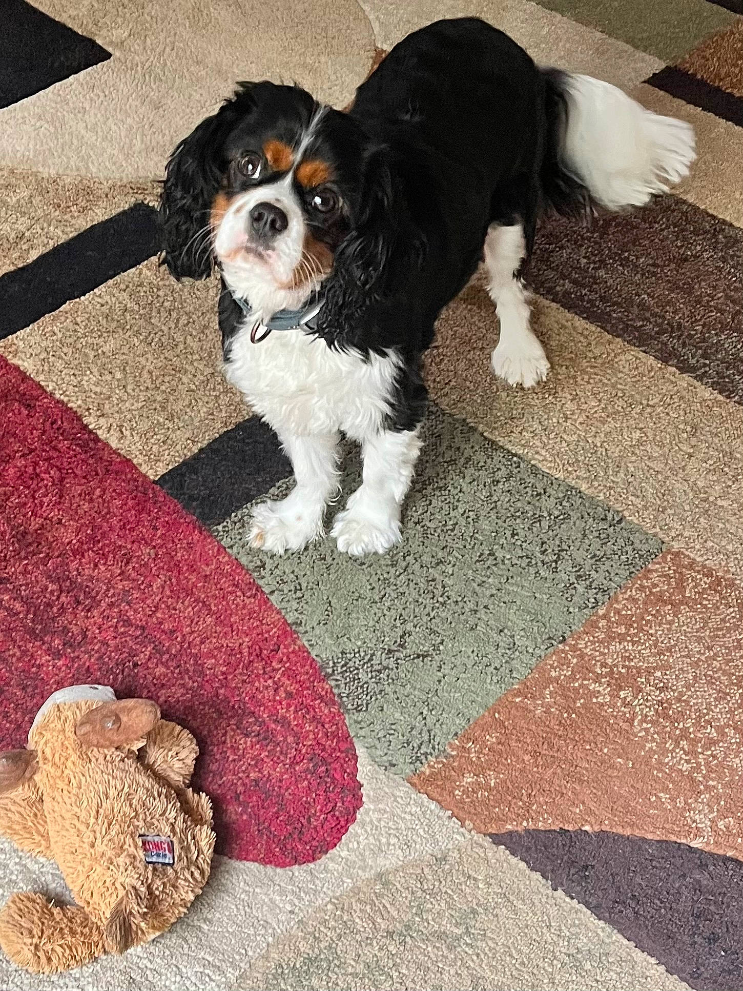 Loki is registered to the contest to win money with this photo: canidae, carnivore, carpet, cavalier_king_charles_spaniel, collar, companion_dog, dog, dog_breed, flooring, fur, mammal, pattern, snout, spaniel, sporting_group, tail, toy_dog, vertebrate, working_animal, working_dog