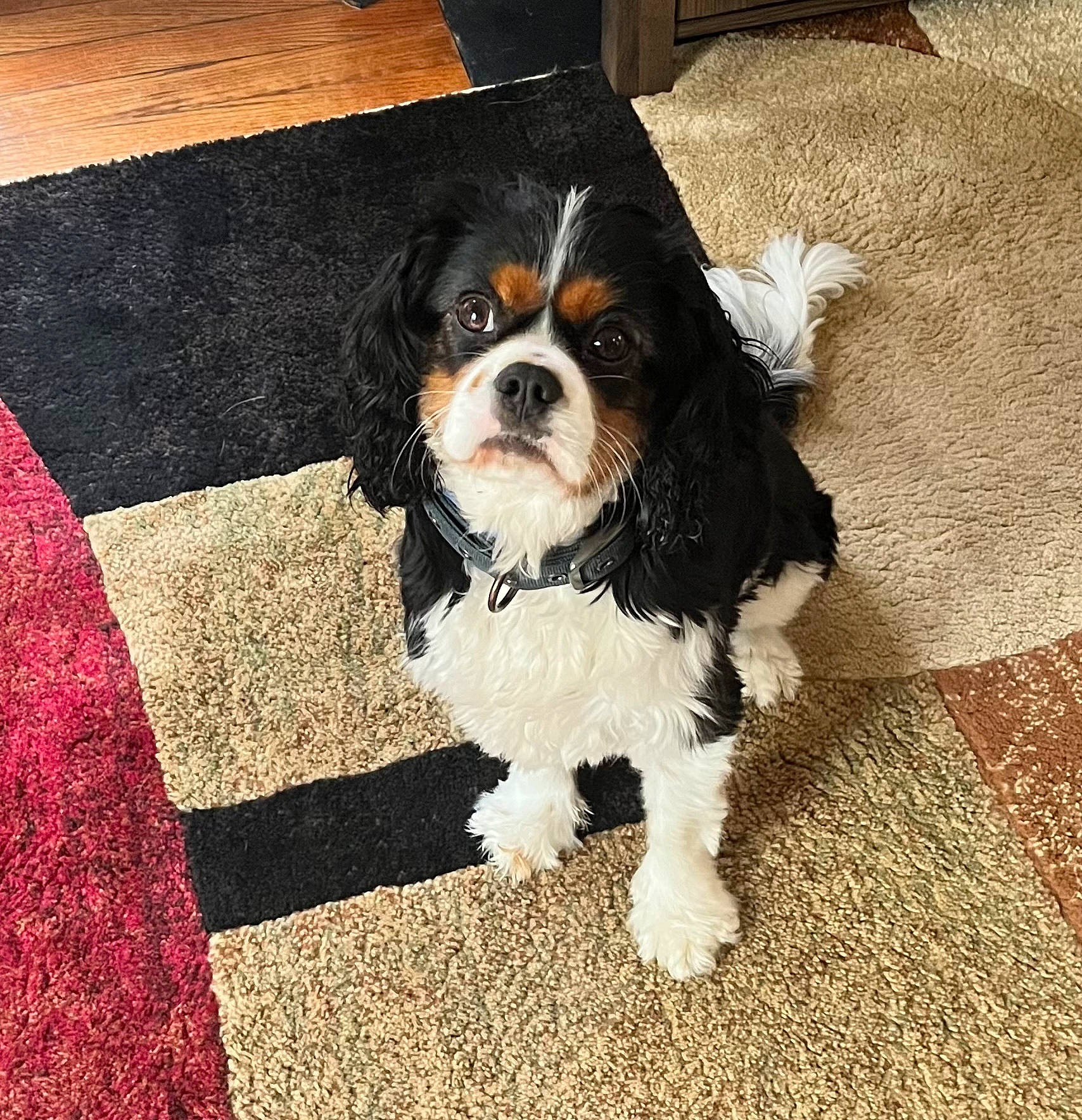 Loki is registered to the contest to win money with this photo: canidae, carnivore, cavalier_king_charles_spaniel, companion_dog, dog, dog_breed, fashion_accessory, flooring, formal_wear, fur, glasses, king_charles_spaniel, liver, pattern, snout, spaniel, sporting_group, tail, toy_dog, working_animal