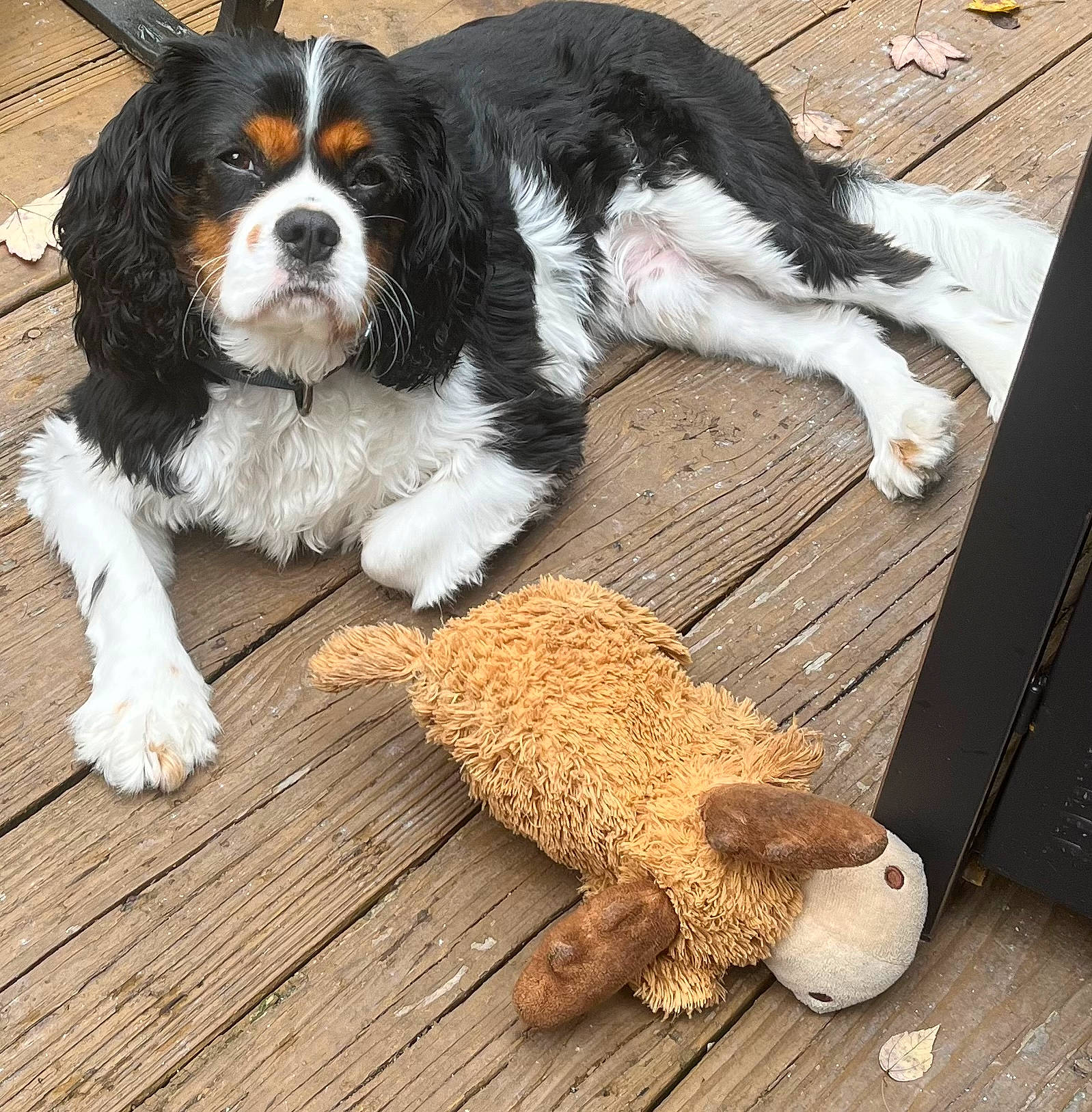 Loki is registered to the contest to win money with this photo: canidae, carnivore, cavalier_king_charles_spaniel, companion_dog, dog, dog_breed, fawn, flooring, fur, hardwood, king_charles_spaniel, mammal, sporting_group, stuffed_toy, terrestrial_animal, toy, toy_dog, wood, working_animal, working_dog