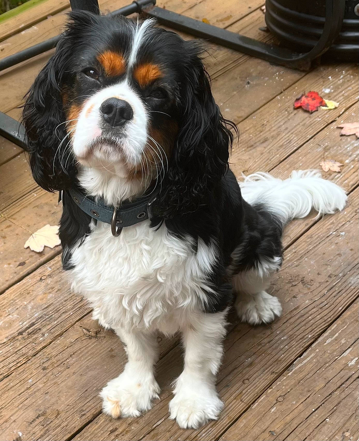 Loki joined the competition — help win amazing prizes! carnivore, cavalier_king_charles_spaniel, companion_dog, dog, dog_breed, door, flooring, foot, fur, hardwood, king_charles_spaniel, liver, plank, spaniel, toy_dog, varnish, wood, wood_flooring, wood_stain, working_animal