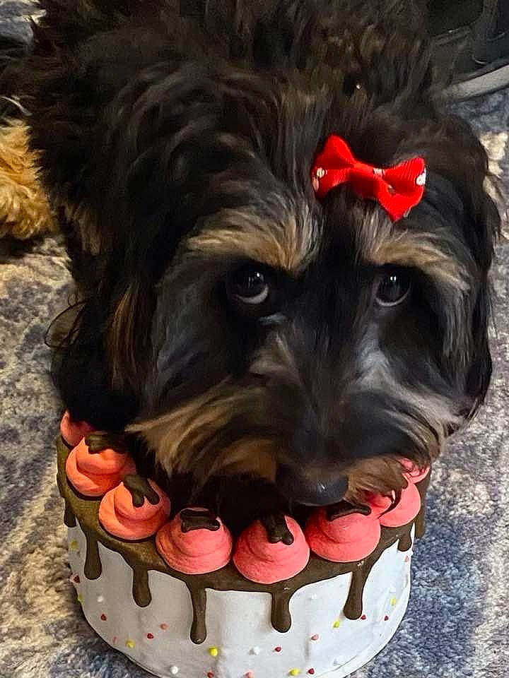 Annika is registered to the contest to win money with this photo: art, canidae, carnivore, companion_dog, dog, dog_breed, dog_supply, fang, fur, liver, sculpture, small_terrier, snout, sporting_group, terrier, toy, toy_dog, water_dog, whiskers, working_animal