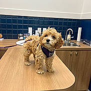 Mia participe au concours pour gagner de l'argent avec cette photo : animal, blue_tiles, cabinet, clean, curious, curly_hair, cute, dog, grooming_clinic, indoor, leash, modern, pet, puppy, purple_harness, sink, small_dog, table, veterinary_clinic, wooden_table