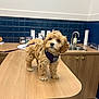animal, blue_tiles, cabinet, clean, curious, curly_hair, cute, dog, grooming_clinic, indoor, leash, modern, pet, puppy, purple_harness, sink, small_dog, table, veterinary_clinic, wooden_table