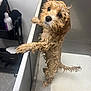 animal, bath, bathroom, brown_fur, canine, curly_hair, cute, dog, expression, floor, fur, indoor, looking_up, metal_tub, paw, pet, pet_grooming, standing, water_drops, wet