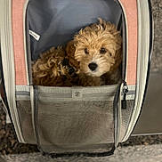 Mia a rejoint le concours — aidez-le/la à gagner de superbes lots ! animal, canine, cozy, curious, cute, dog, face, fur, gray, indoor, mesh, pet, pet_carrier, pink, puppy, small, snuggle, soft, transport, zipper