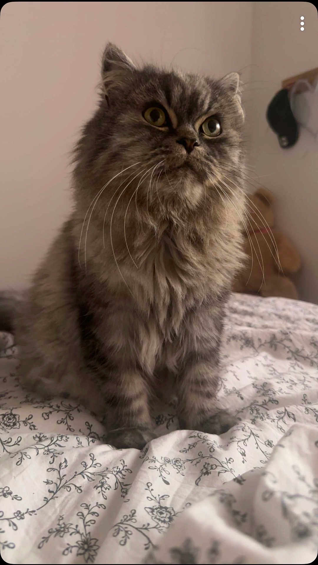 Oggy a rejoint le concours — aidez-le/la à gagner de superbes lots ! cat, tabby, fluffy, bed, bedspread, floral_pattern, indoor, pet, feline, whiskers, gray, curious, sitting, soft_light, background, teddy_bear, hat, cozy, domestic, animal