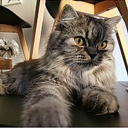 Oggy participe au concours pour gagner de l'argent avec cette photo : cat, tabby, fluffy, pet, indoor, furniture, wood, flower, vase, paw, yellow_eyes, closeup, relaxed, animal, mammal, whiskers, portrait, cute, domestic_cat, fur