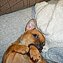Véga participe au concours pour gagner de l'argent avec cette photo : animal, bite, blanket, brown_dog, canine, comfort, couch, cozy, cute, dog, ear, fur, indoor, nail, paw, pet, playful, relaxing, resting, snout