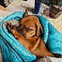 Véga participe au concours pour gagner de l'argent avec cette photo : puppy, dog, sleeping, blanket, cozy, fur, paw, brown, cute, indoor, resting, soft, small, wrapped, comfort, animal, pet, closeup, portrait, relaxation
