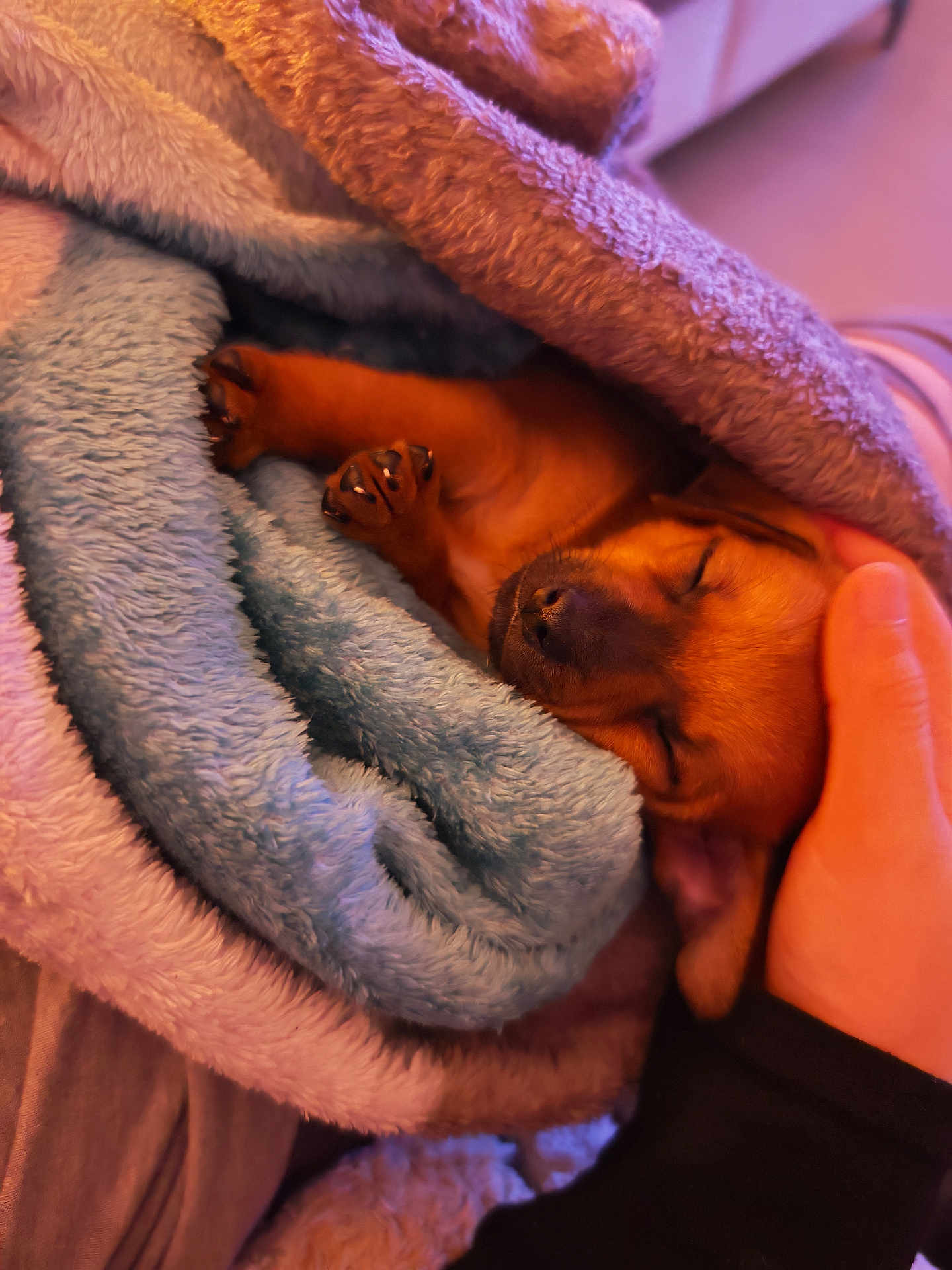 Véga participe au concours pour gagner de l'argent avec cette photo : puppy, dog, sleeping, blanket, cozy, hand, resting, cute, fur, pet, warm, comfort, indoor, small, snuggled, animal, sleep, soft, brown, relaxation