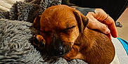Véga a rejoint le concours — aidez-le/la à gagner de superbes lots ! puppy, dog, sleeping, brown, furry, hand, jacket, zipper, cozy, blanket, couch, indoor, pet, resting, relaxing, cute, small, animal, fur, comfort