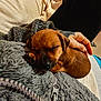 puppy, dog, sleeping, brown, furry, hand, jacket, zipper, cozy, blanket, couch, indoor, pet, resting, relaxing, cute, small, animal, fur, comfort