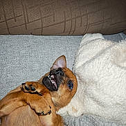 Véga participe au concours pour gagner de l'argent avec cette photo : animal, blanket, brown, companion, cozy, cushion, cute, dog, fur, happy, indoor, lying_down, paw, pet, playful, puppy, relaxed, small_dog, snuggle, teeth