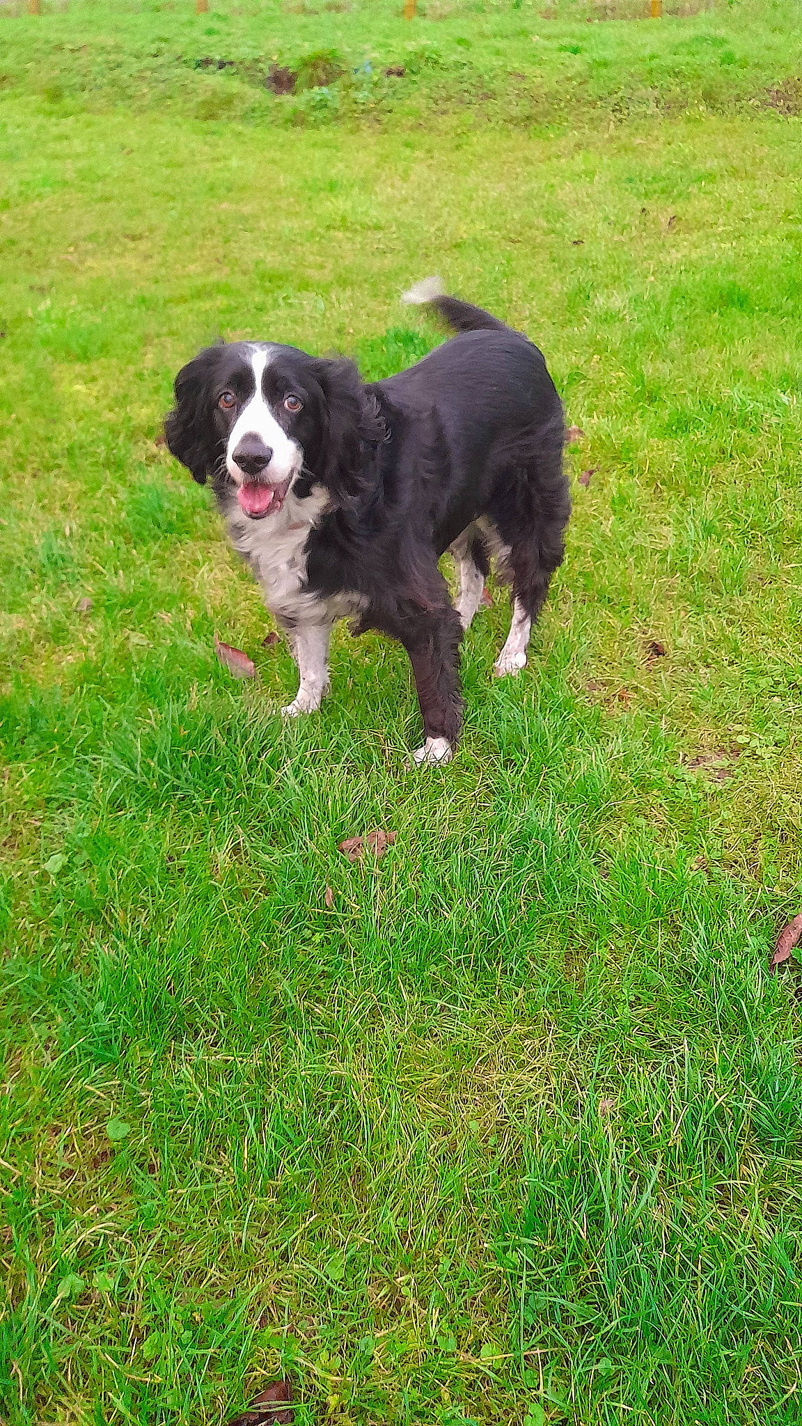 Moly participe au concours pour gagner de l'argent avec cette photo : borador, canidae, carnivore, companion_dog, dog, dog_breed, fur, grass, gun_dog, herding_dog, lawn, snout, spaniel, sporting_group, tail, tree, working_animal, working_dog