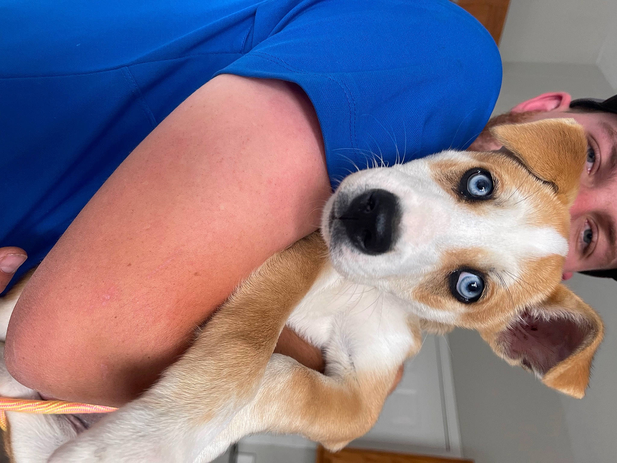 Lila is registered to the contest to win money with this photo: canidae, carnivore, comfort, companion_dog, dog, dog_breed, ear, elbow, fawn, fur, human_leg, jaw, paw, puppy_love, snout, sporting_group, thigh, whiskers, working_animal, wrist