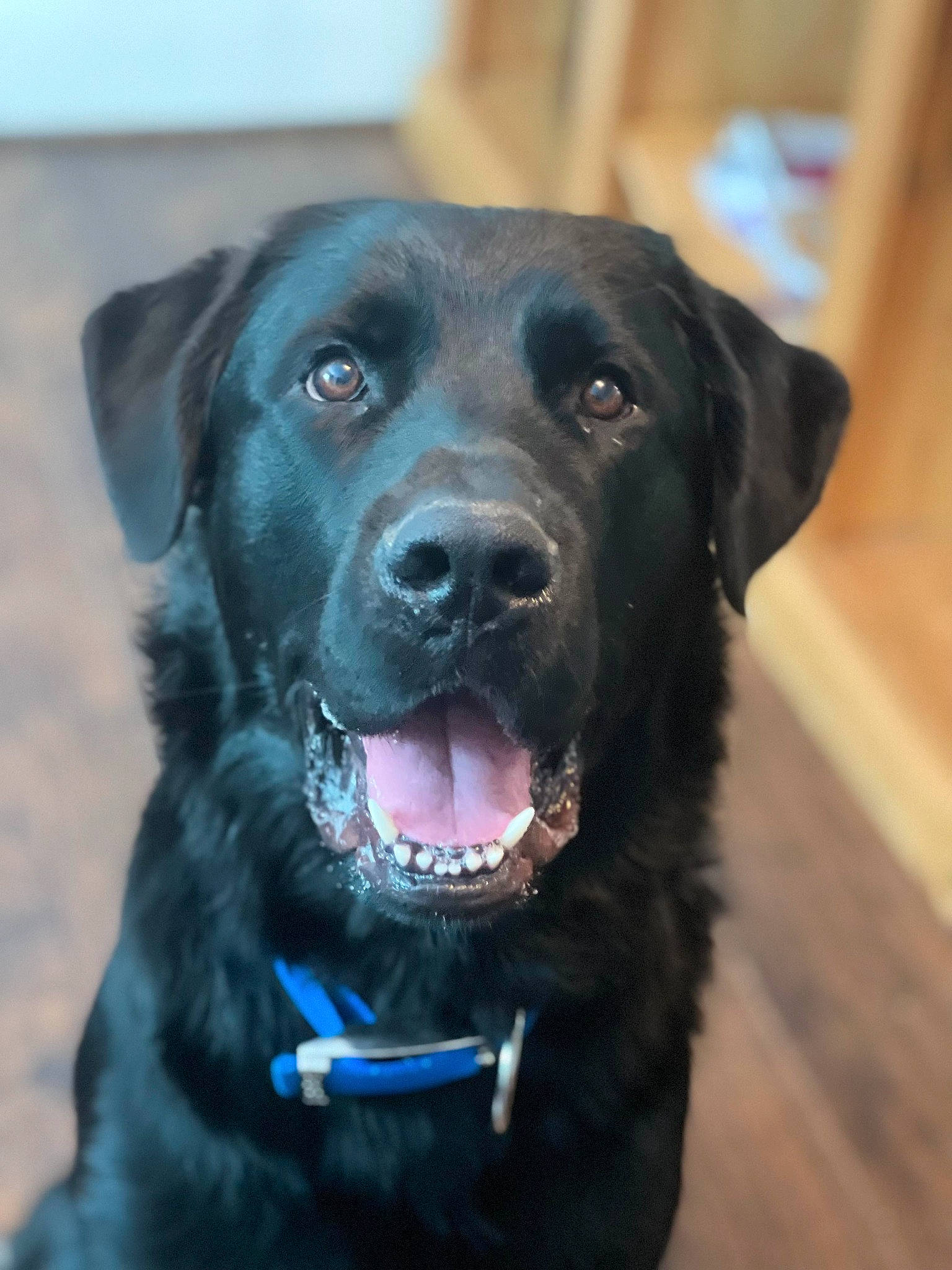Tucker is registered to the contest to win money with this photo: borador, canidae, carnivore, collar, companion_dog, dog, dog_breed, dog_collar, electric_blue, fur, gun_dog, labrador_retriever, leash, liver, pet_supply, retriever, snout, sporting_group, whiskers, working_animal