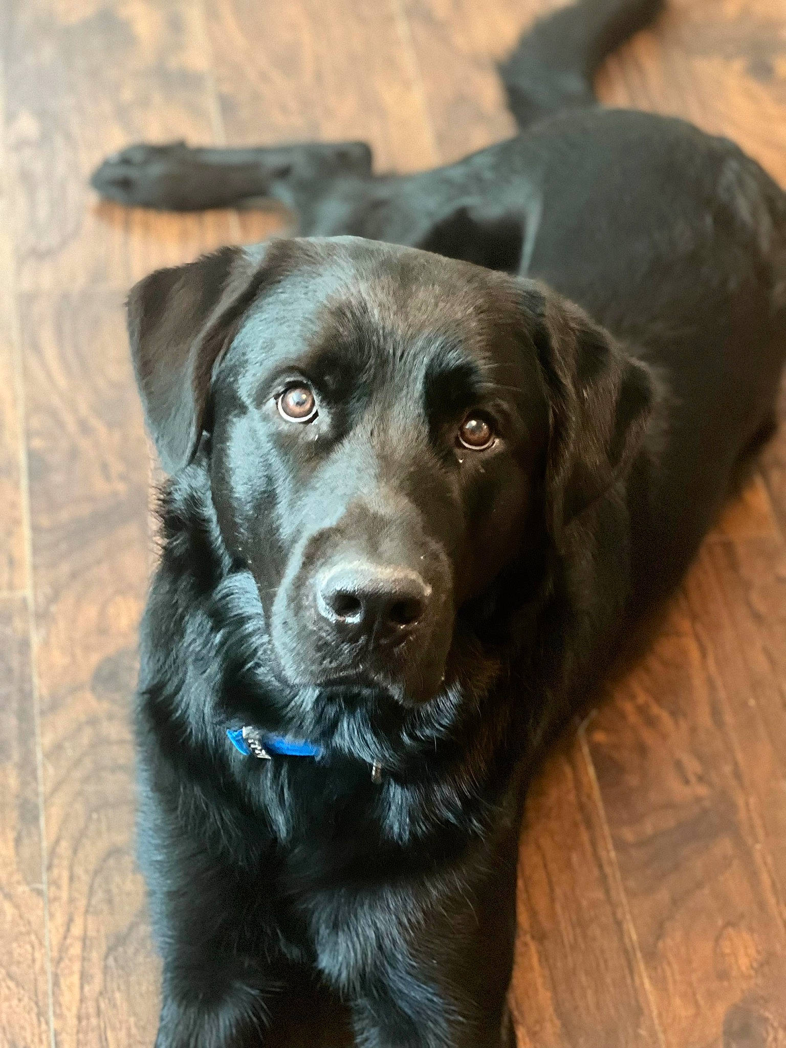 Tucker is registered to the contest to win money with this photo: borador, canidae, carnivore, collar, companion_dog, dog, dog_breed, dog_collar, electric_blue, fur, gun_dog, hardwood, leash, liver, retriever, sporting_group, terrestrial_animal, whiskers, wood, working_animal