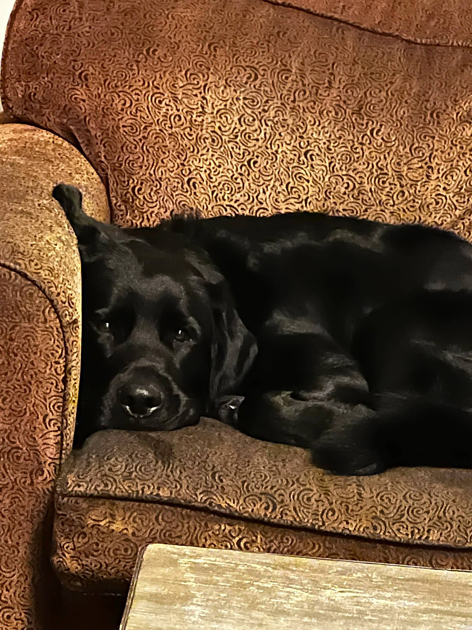 Tucker is registered to the contest to win money with this photo: borador, carnivore, comfort, companion_dog, couch, dog, dog_breed, fawn, fur, gun_dog, liver, metal, rectangle, retriever, room, snout, sporting_group, tints_and_shades, wood, working_animal