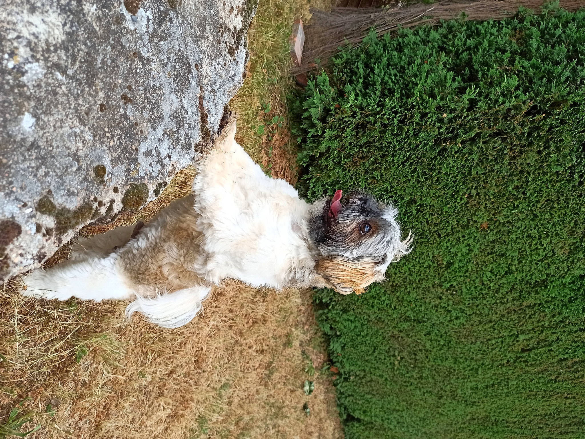 Bibiche participe au concours pour gagner de l'argent avec cette photo : carnivore, dog, dog_breed, fur, grass, grass_family, groundcover, hedge, landscape, people_in_nature, plant, rock, shrub, soil, sporting_group, toy, tree, trunk, water, wood