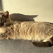 Coquine a rejoint le concours — aidez-le/la à gagner de superbes lots ! abyssinian, angora, animal, armchair, cat, chair, couch, cushion, egyptiancat, furniture, homedecor, kitten, manx, person, pet, siamese, sleeping