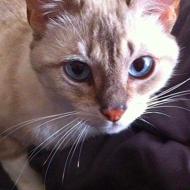 Coquine participe au concours pour gagner de l'argent avec cette photo : abyssinian, animal, cat, kitten, pet, siamese