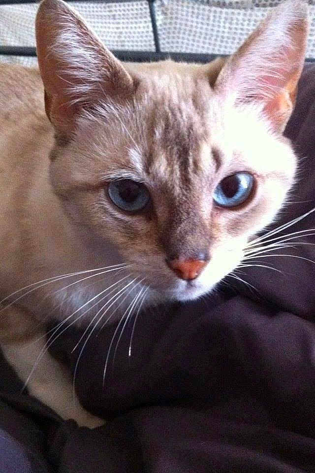 Coquine participe au concours pour gagner de l'argent avec cette photo : abyssinian, animal, cat, kitten, pet, siamese