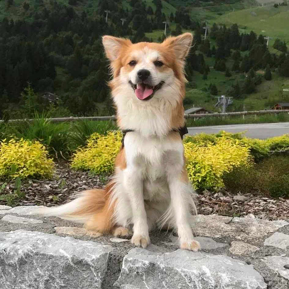 Biscuit