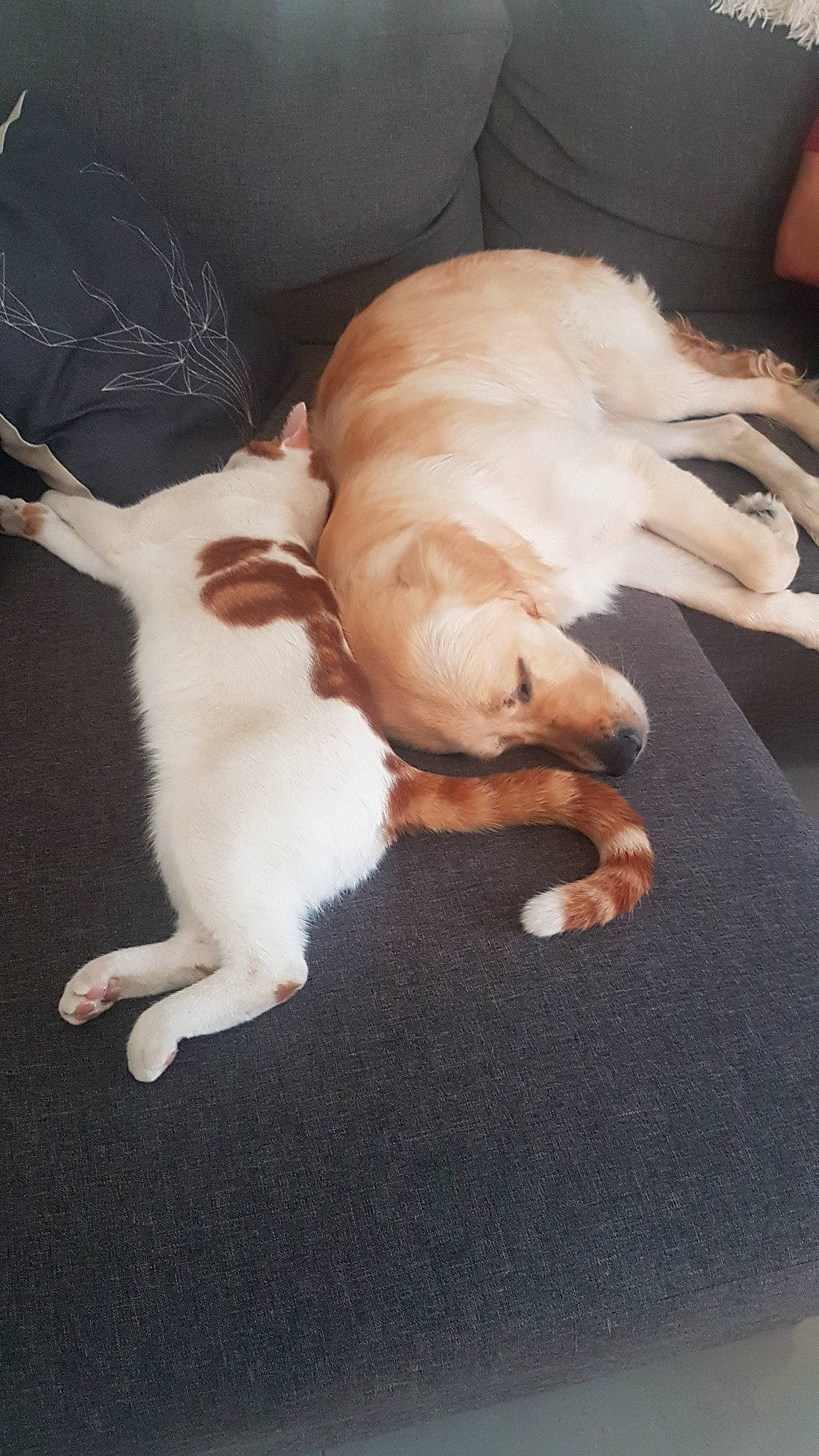 Perle De Rose participe au concours pour gagner de l'argent avec cette photo : canidae, carnivore, companion_dog, dog, dog_breed, fawn, kooikerhondje, paw, sporting_group, tail